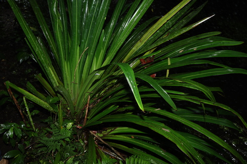 Stream Lily (Helmholtzia glaberrima)