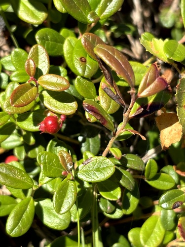 Lingonberry