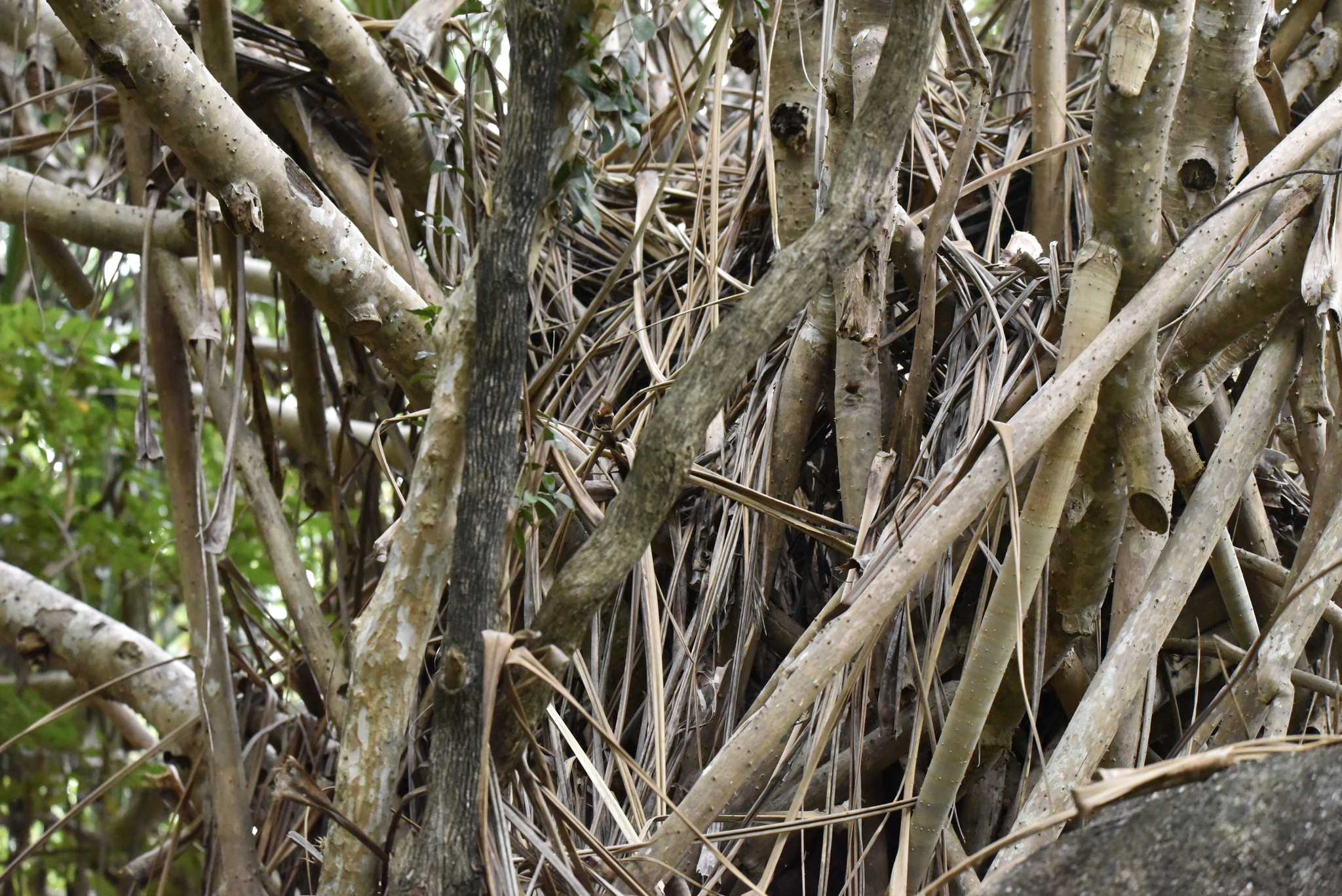 Pandanus utilis (Pandanus utilis)