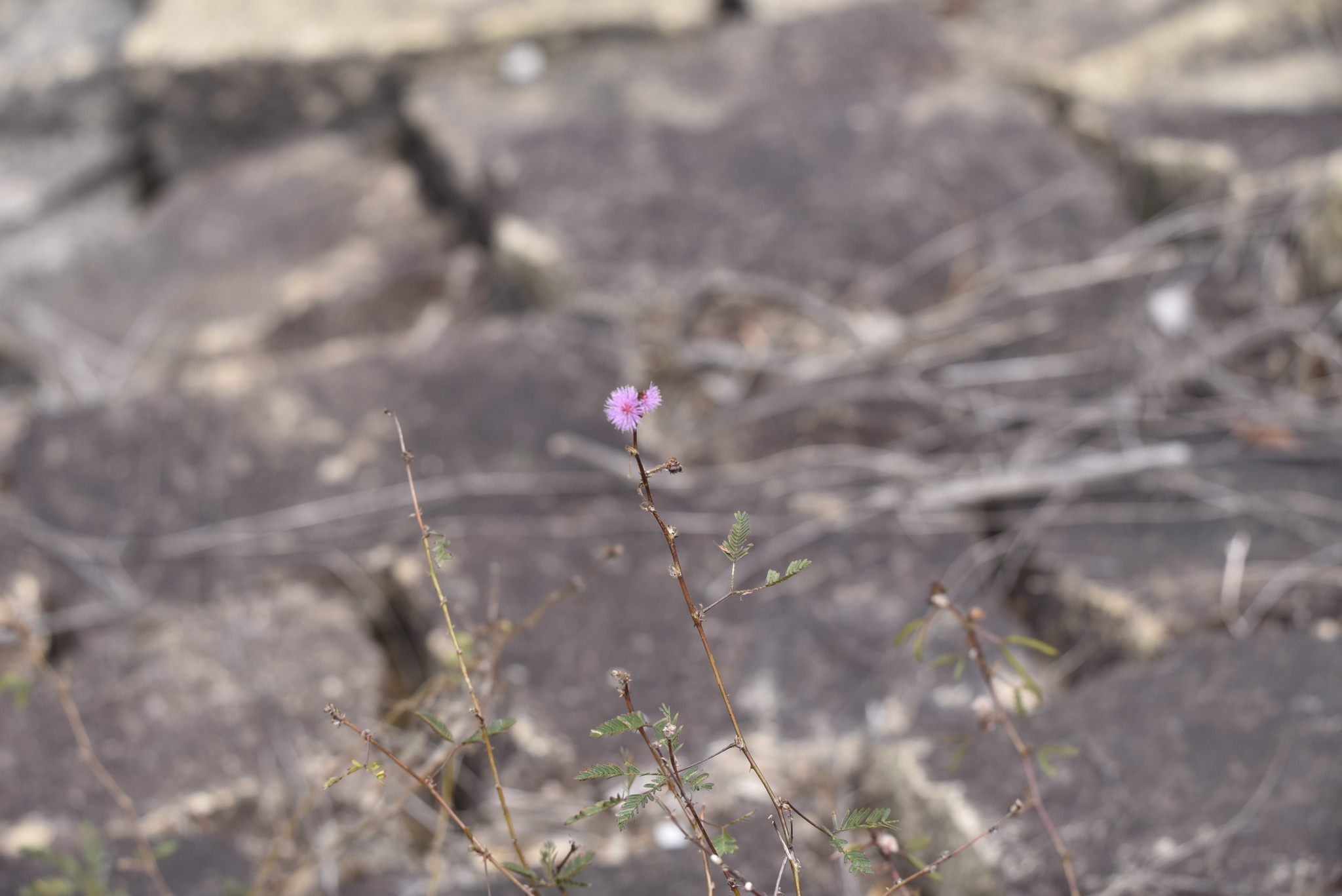 Mimosa tricephala (Mimosa tricephala)