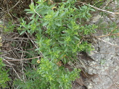 Galium catalinense acrispum