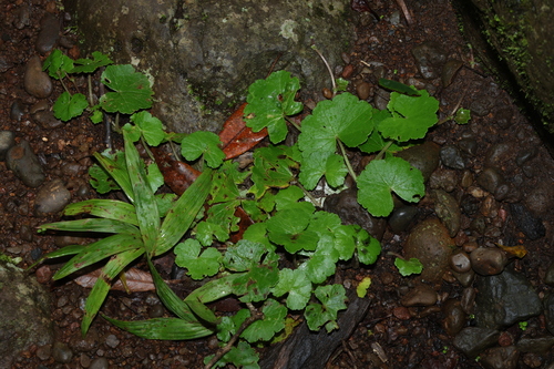 large pennywort (Hydrocotyle pedicellosa)