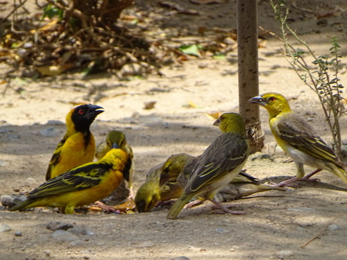 Village Weaver