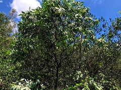 Santalum lanceolatum