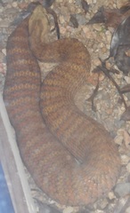 Acanthophis antarcticus