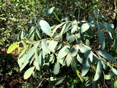 Santalum lanceolatum