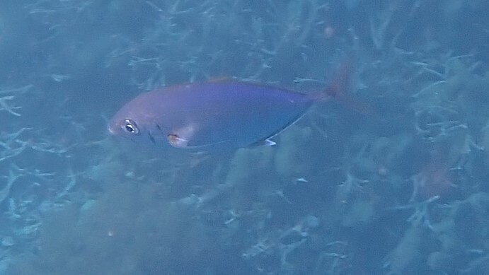 barcheek trevally
