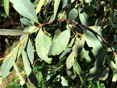 Santalum lanceolatum