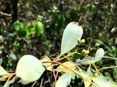 Santalum lanceolatum