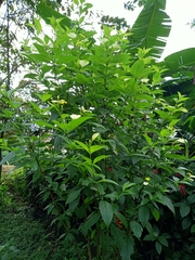 Pseudomussaenda flava