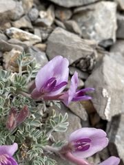 Astragalus newberryi