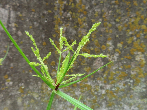 Rice flat-sedge (Cyperus iria)