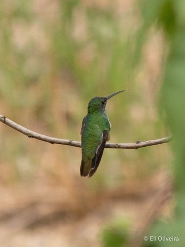 Plain-bellied Emerald (Chrysuronia leucogaster), photo 6