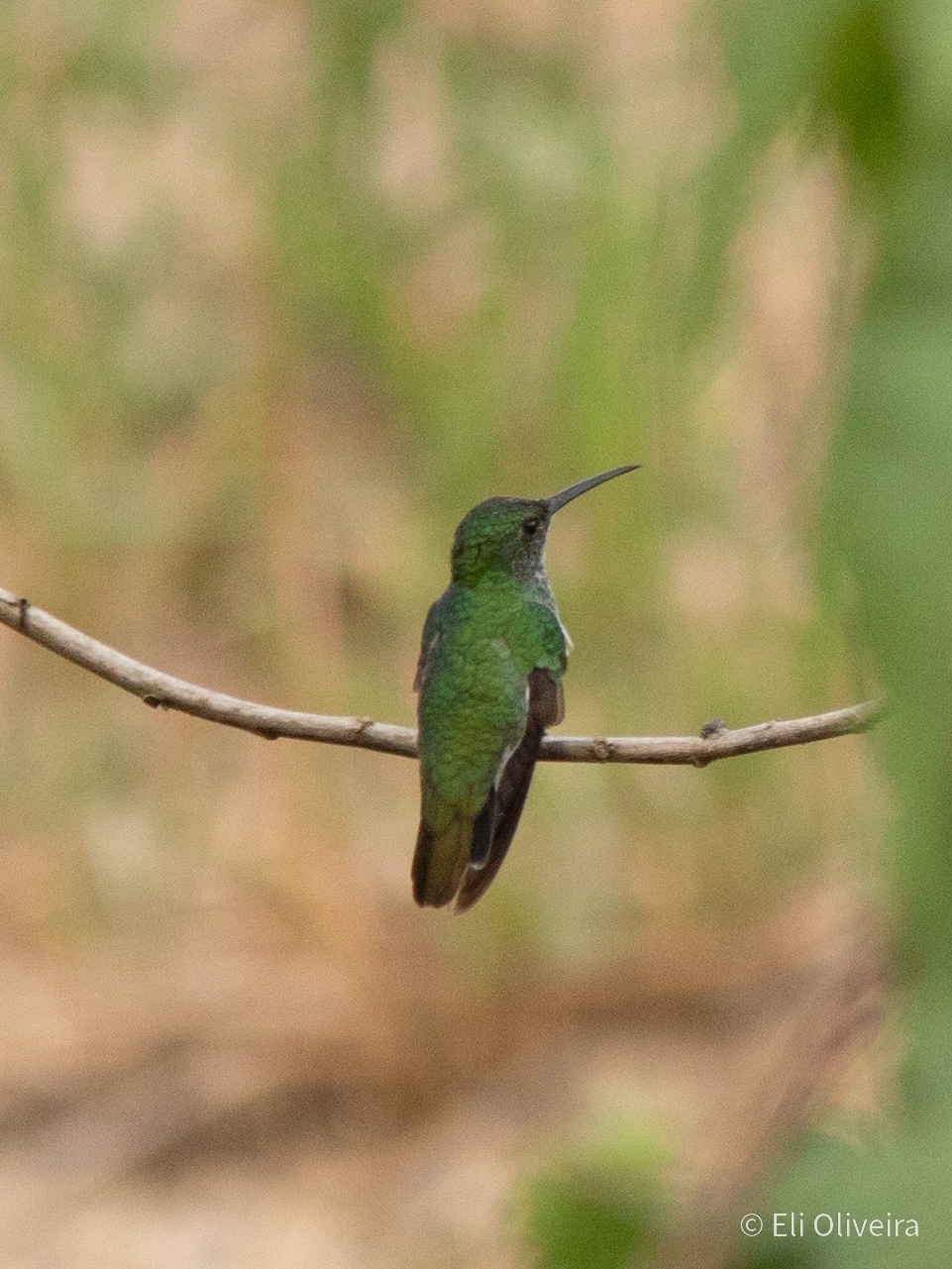 Plain-bellied Emerald (Chrysuronia leucogaster), photo 6