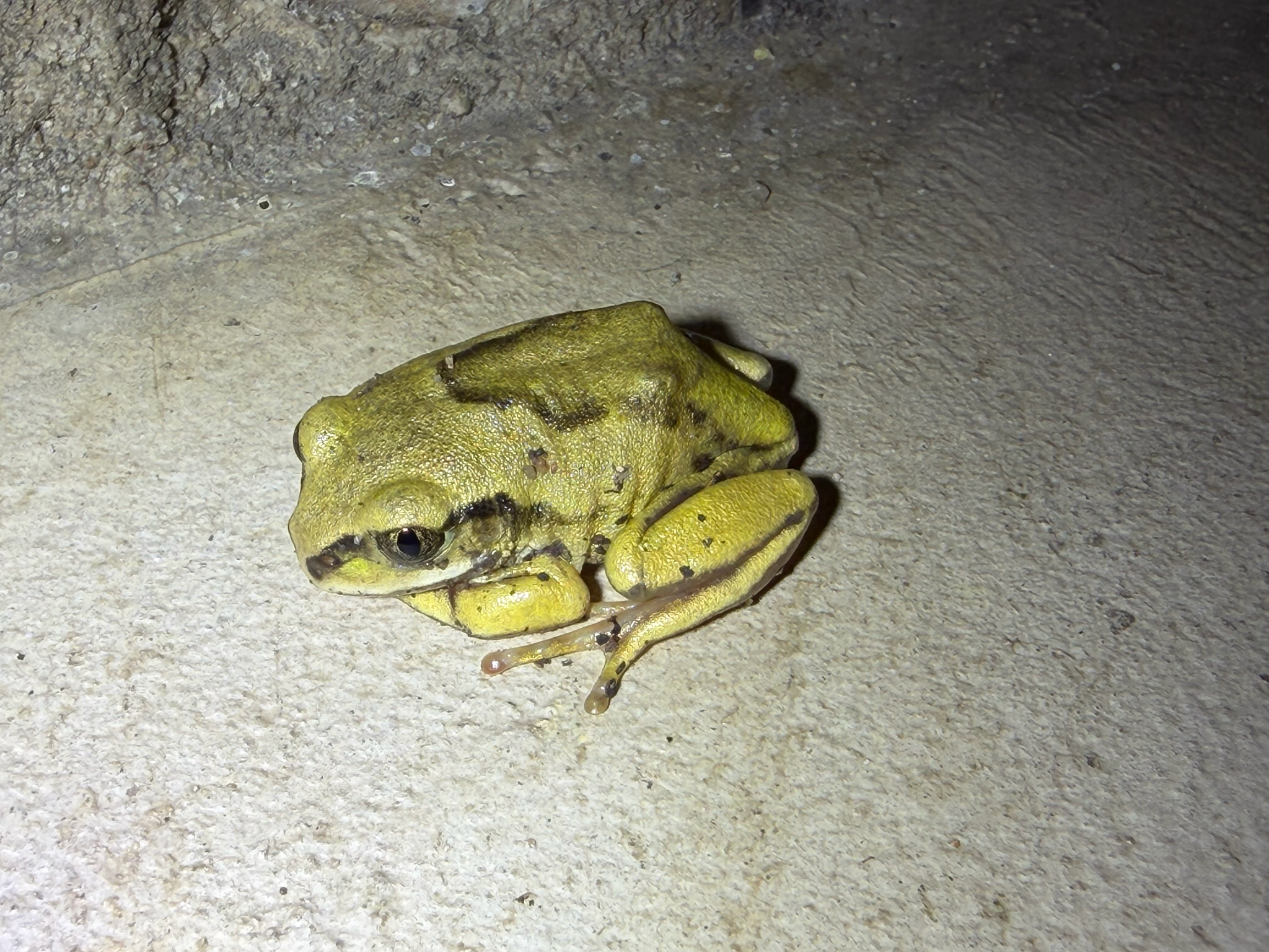 Leptopelis mossambicus Poynton, 1985