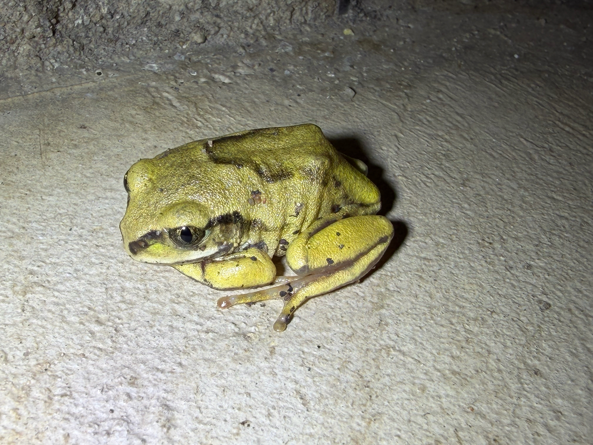 Leptopelis mossambicus Poynton, 1985