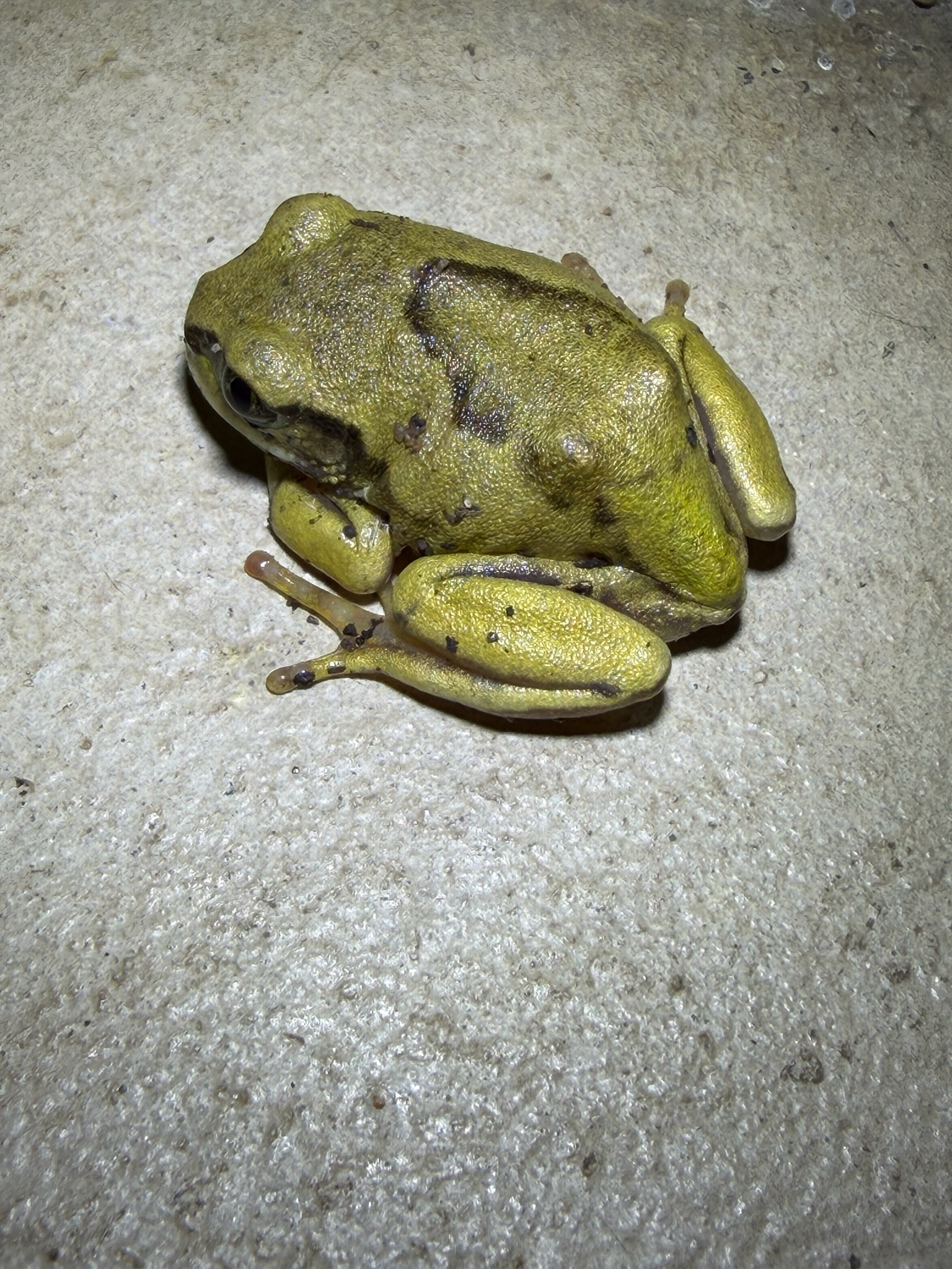Leptopelis mossambicus Poynton, 1985