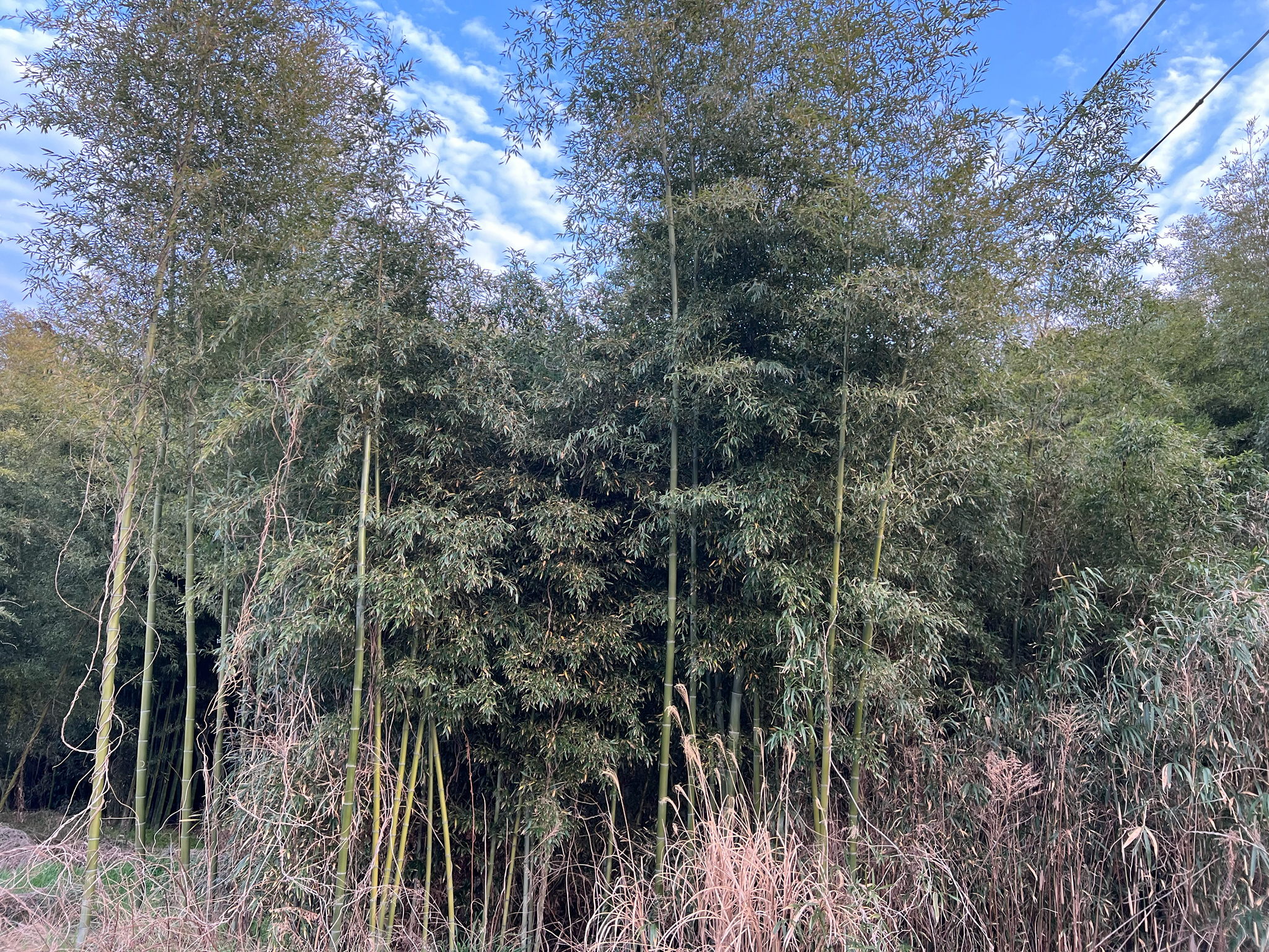 Moso bamboo