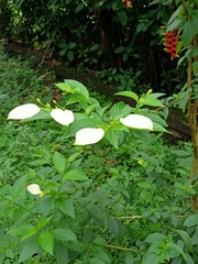 Pseudomussaenda flava