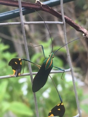 Diactor bilineatus