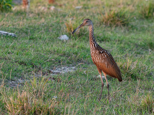 Northern Speckled Limpkin