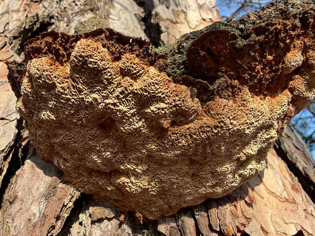 Porodaedalea pini · March 2026 · photo: © t-mu (iNaturalist, cc-by)