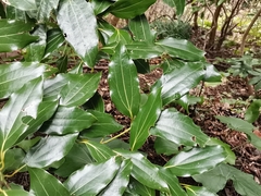 Cinnamomum yabunikkei