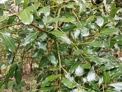 Cinnamomum yabunikkei