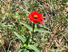 Zinnia peruviana