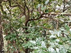 Cinnamomum yabunikkei