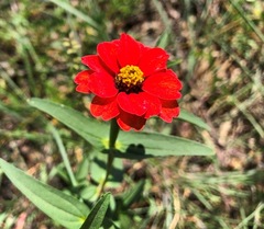 Zinnia peruviana