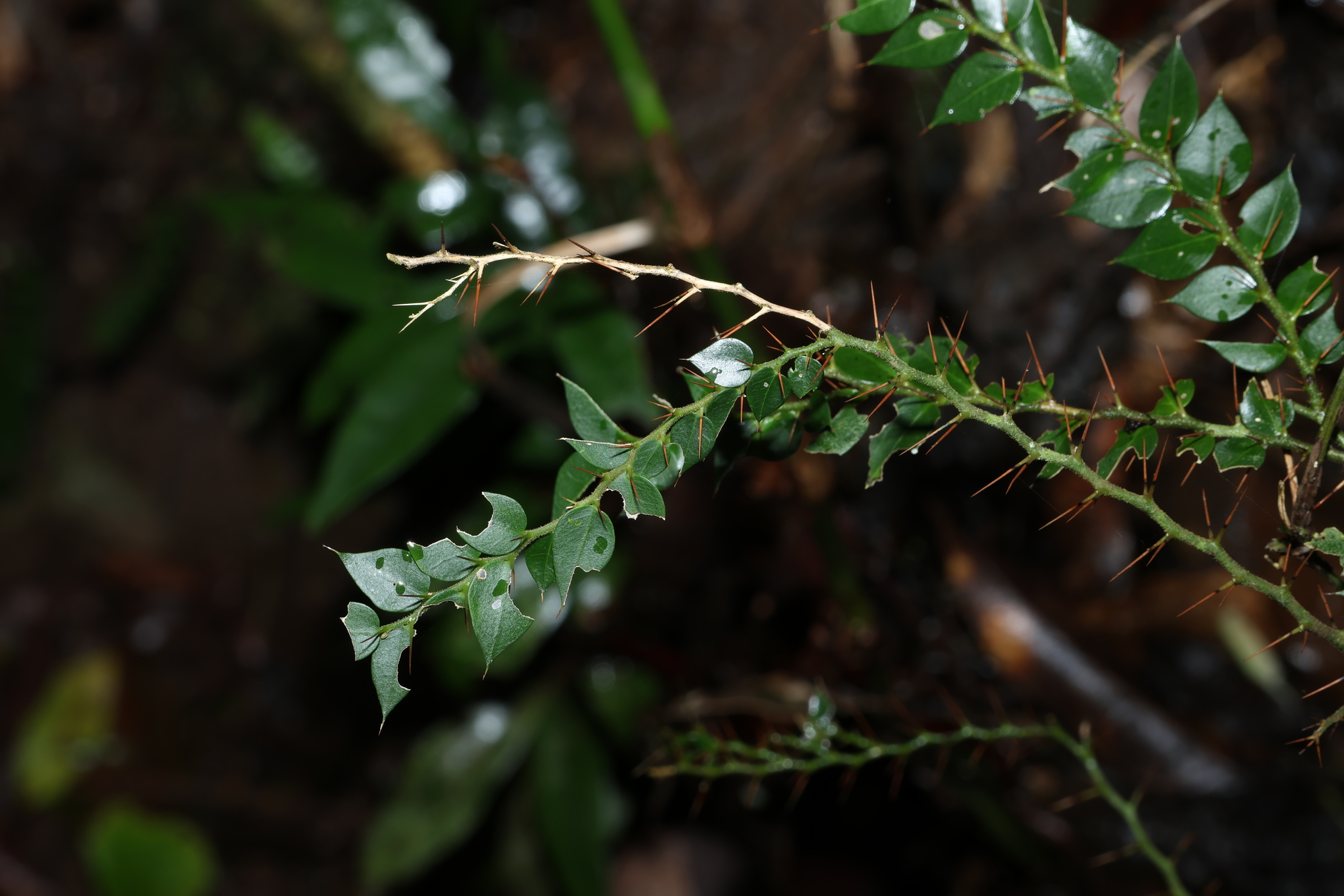 Brush Caper Berry (Capparis arborea)