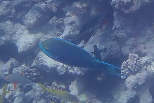 Scarus falcipinnis observed 2026-03-14