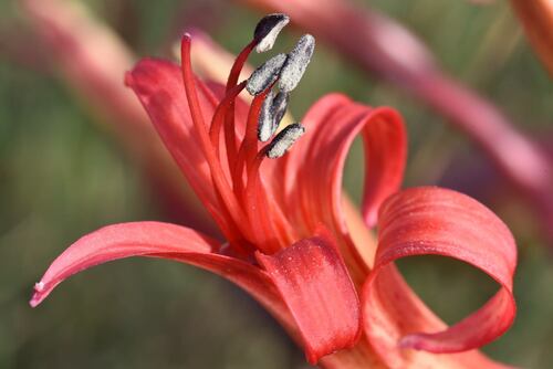 Brunsvigia litoralis