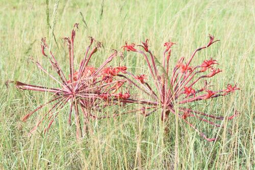 Brunsvigia litoralis