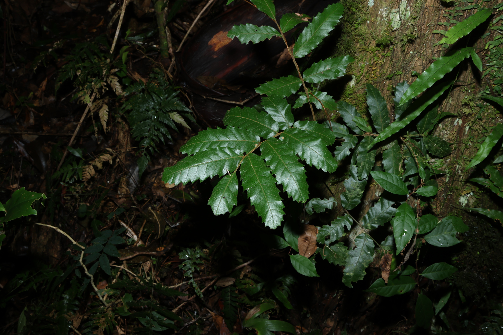 Brown Tuckeroo (Cupaniopsis flagelliformis)