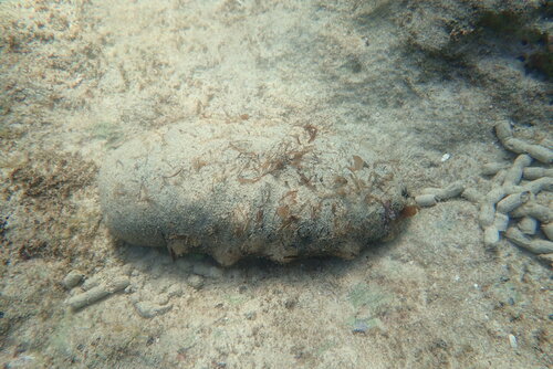 Holothuria nobilis observed 2026-03-15