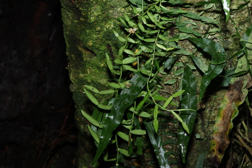 candle vine (Pothos longipes)
