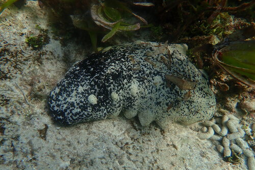 Holothuria nobilis observed 2026-03-15