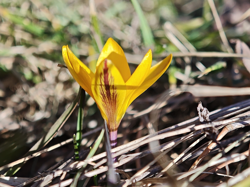 Crocus angustifolius; photograph (c) Igor Balashov, some rights reserved (CC BY)