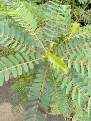 Sesbania grandiflora
