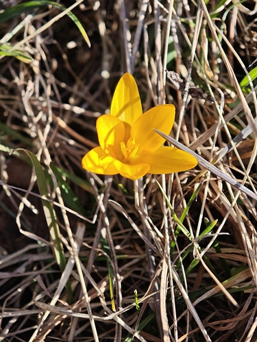 Crocus angustifolius, photograph 3