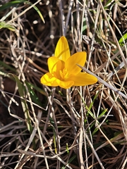 (c) Igor Balashov, some rights reserved (CC BY) Crocus angustifolius, photograph (c) Igor Balashov, some rights reserved (CC BY)