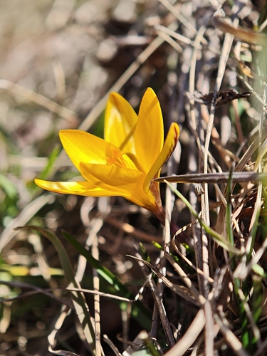 Crocus angustifolius, photograph 4