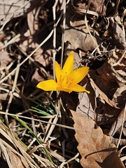 Crocus angustifolius