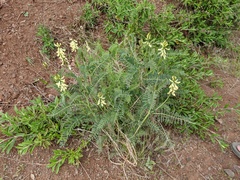 Astragalus curtipes