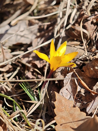 Crocus angustifolius, photograph 2