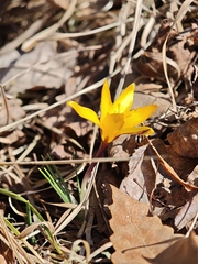 (c) Igor Balashov, some rights reserved (CC BY) Crocus angustifolius, photograph (c) Igor Balashov, some rights reserved (CC BY)