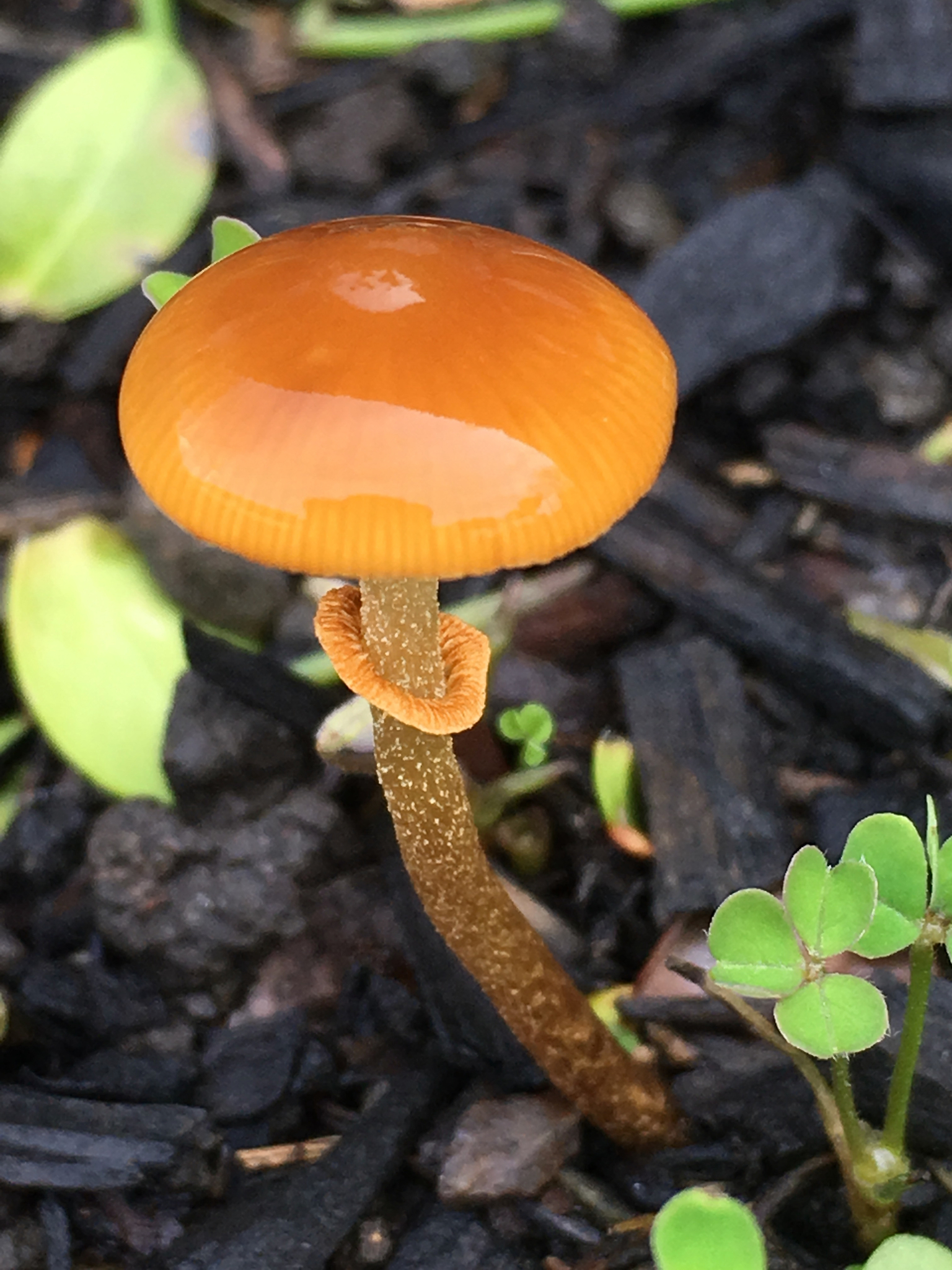 Conocybe rugosa image