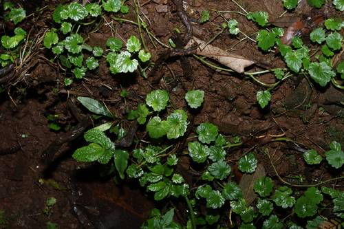 forest lobelia (Lobelia trigonocaulis)